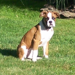 Belle