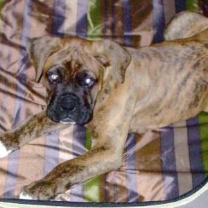 Cooper