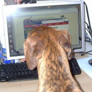 Cooper Boxer World