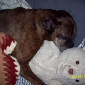 sleepy_muffin
