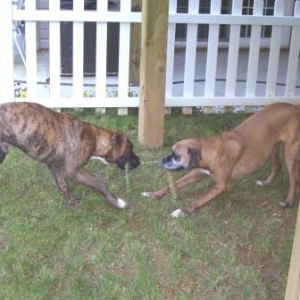 Molly & Cooper