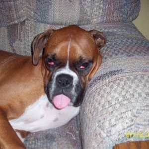 sillybuster