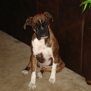 Arwen July 2008