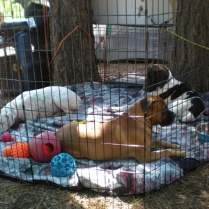 Taking a break in the pen