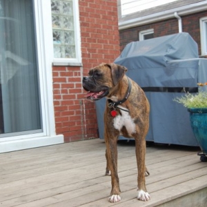 Bruce1