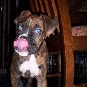Bruce3