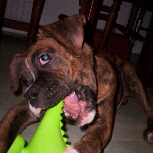 Bruce4