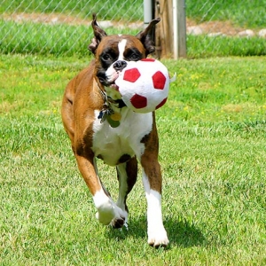 Mocha and her favorite ball.