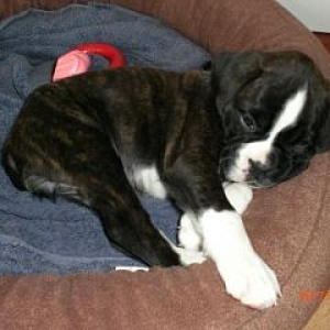 SADIE12