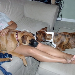 Lazypups