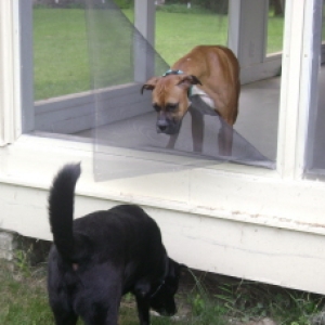 Chief made doggie door3