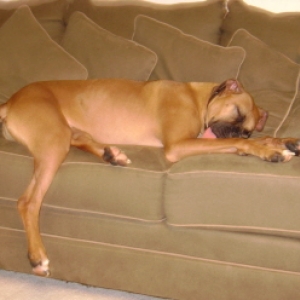 Think he's comfy?