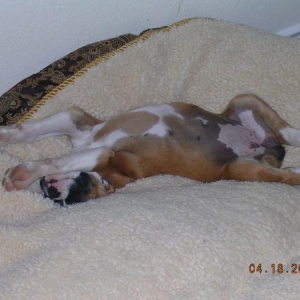 Stella sleeping when she was a puppy