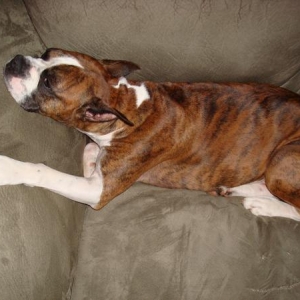Luke on the couch