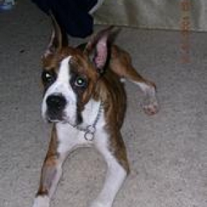 Luke as a puppy 3 weeks after having parvo