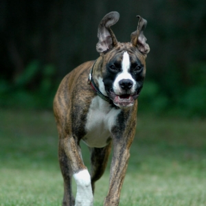 Big Ears