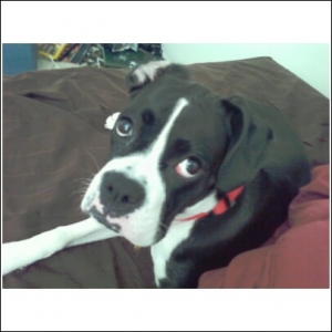 my bella