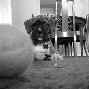 Playing ball in the living room
