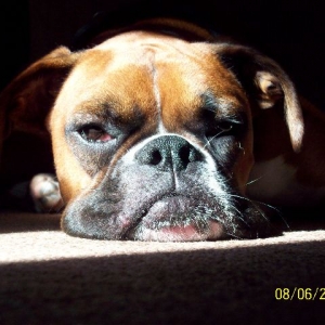 sunshine_buster