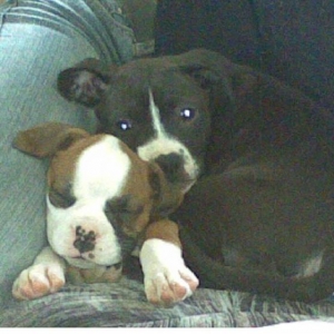 Dodger N BUllet
