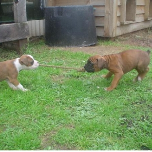 Tug of WAR
