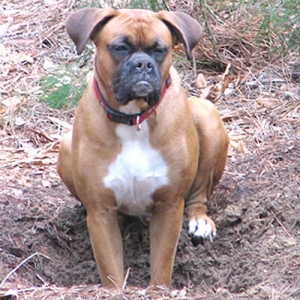 Ralphie proudly in his brand new hole