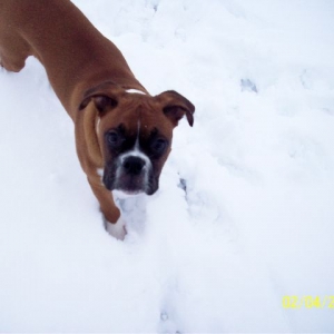snowy_buster