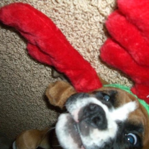 Puppy's First Christmas!