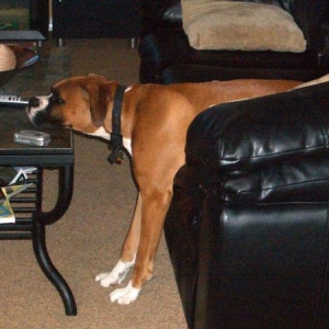 Sleepy Puppy