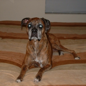 Minxie on my bed
