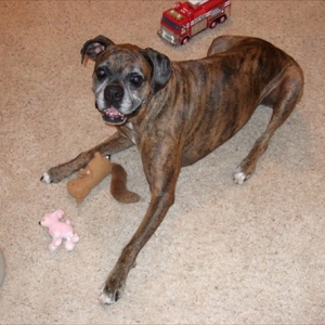 Minx and a couple of her favorite toys