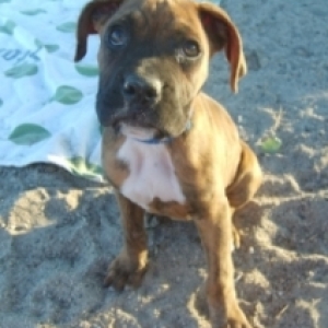 Achilles The Boxer