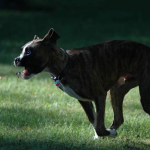 Cicada Hunter 2