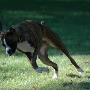 Cicada Hunter 1