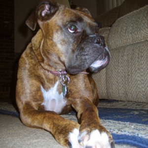 bella