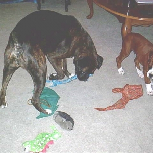Coco playing with Dozer