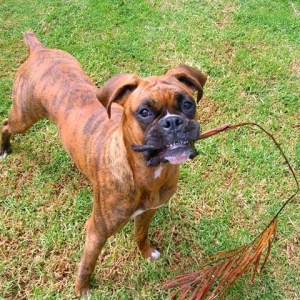 Guapo Eating Palm Tree