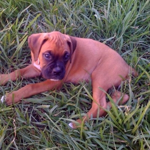 Shelby laying in the grass