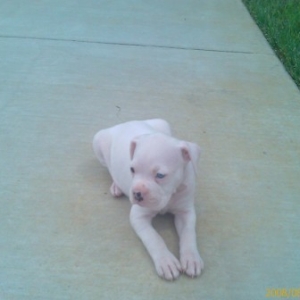 Introducing Dutchess