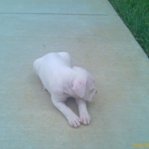 Dutchess 2