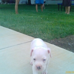 Dutchess 3