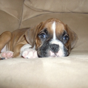 Arya at 6 Weeks