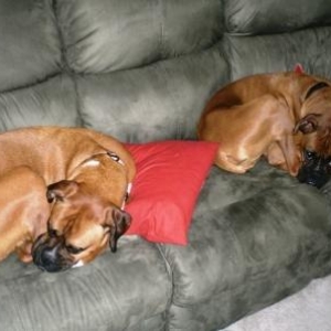 Boxer Bookends..