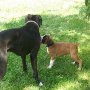 gunner_and_bentley_3