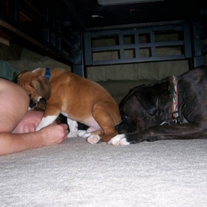 gunner_and_bentley