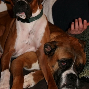 The Boys