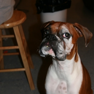Brudis got into the flour