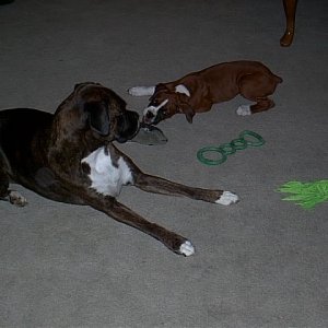 Dozer wanted Coco to play