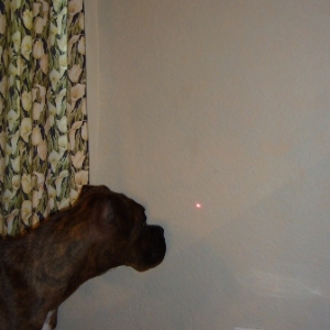 Fun with a laser pen
