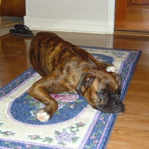 Clare testing the new rug....even before the tags are off!